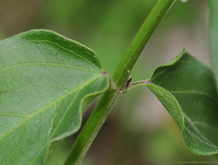 Vincetoxicum hirundinaria Medik./ Vincetossico comune